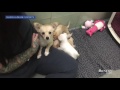 Mother Dog Elated After Reunited With Her Puppies