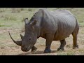 Predator vs. Prey on the Africa Savannah | Wildlife Icons Ep105