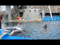 シャチのビンゴが死亡 part2 / 名古屋港水族館　～ ビンゴのメモリアル動画集２ ～