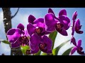 Beautiful Relaxing Peaceful And Soothing Instrumental Music, Beautiful Orchids, Stress Relief, Calm