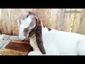 Hasil persilangan kambing pe dan jawa randu || proses melahirkan kambing jawa randu