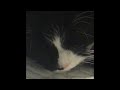 literally just 29 seconds of my cat waking up and going back to sleep