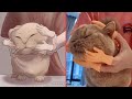 Cat Memes: Inside Out 2 with Hilarious Cats and Dogs😂