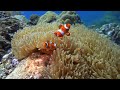 DIVING Bunaken, Lembeh, Olele, Hiking Tangkoko MANADO, NORTH SULAWESI