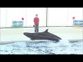 『大洗水族館』 イルカ・アシカ オーシャンライブ♪（2020/03/15) 12：00～