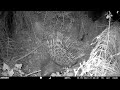 Istrice crestato (Hystrix cristata) - Fototrappolaggio