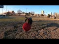 Frisbee Day with My Chocolate Lab