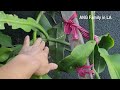 How to Correctly Prune Epiphyllum Oxypetalum for Maximum Blooms | Rod-like Stems and Leaf-like Stems