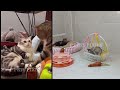 When cats doing things better than you! Funny Cat Videos 2024