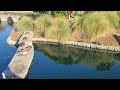 Beautiful ducks pond in Valencia California. #duckspond #valencia