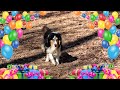 Rough Collie Flash's 9th Birthday