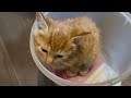 死んだふりをする迷い子猫を保護しました【We rescued a kitten】