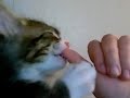 Daughter's cat sucking her thumb