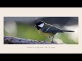 CANON R7 RF200-800 SIGMA 150-600 C XPAN 65X24 SAMPLES 4K