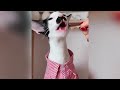 Try Not To Laugh Challenge😉Funny and Cute CAT Videos Compilation 2024😹🐕