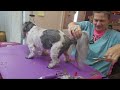 Little Shih tzu haircut, doggrooming