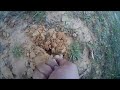 جمع الترفاس (الكمأ) في الصايخة مدنين -    Collecting Truffles In Tunisia