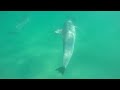 DOLPHINS in HD