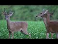 White-tailed Deer Fawn Playing