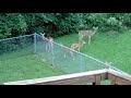 Deer in the Back Yard