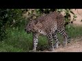 Dominant Leopard in Wilpattu National Park