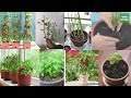 These 10 types of vegetables can be grown on the balcony in one pot and can be eaten all year round