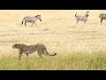 Chasing Elegance: Witnessing the Splendor of Cheetahs in Wild! #cheetah #animals #wildlife #trending