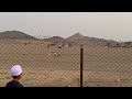 Unta padang pasir Madinah Al Munawarah- selepas subuh