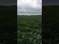 NuTech 3103LL Soybeans 2018