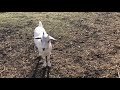 Cute baby goat at Aurora Farm