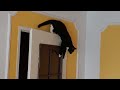 Kotek Poldek na drzwiach