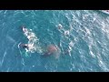 successful orca hunt dolphin off Dana Point