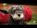 Schnauzer Puppies' Hilarious Interaction with Ferret | Too Cute! | Animal Planet