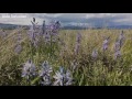 Camas Prairie Centennial Marsh Comes alive