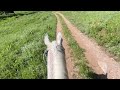 Arabian HORSE 🏔️ Trail riding in MONTANA!     POV
