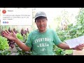 Do Bonnie Plant Starts Contaminate Your Organic Garden? + More Q&A