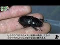 河川敷の木のウロにヤバい虫がいました...