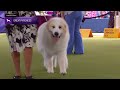 Great Pyrenees | Breed Judging 2024