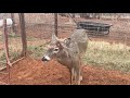 2021 antler season begins  With Bo shedding on camera