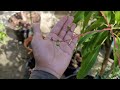 🥭Pruning Panicles, Thinning Mangos🥭