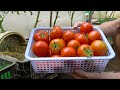 [Home gardening] Stop buying tomatoes. Grow them at home  You Will Be Surprised!