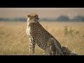SABANA AFRICANA | Depredadores Brutales y Naturaleza Épica - DOCUMENTAL COMPLETO
