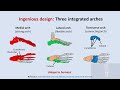 Why Human Skeletal Joints Are Masterpieces of Engineering