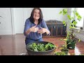 Planting a vegetable container garden