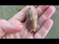 Searching for Shells on the Beach. Taking a Shell Tour to an Island to Look for Beach Treasures.