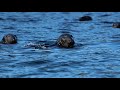 Carnet de voyage, Irlande sauvage (Photographie animalière)