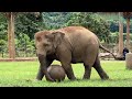 Elephant Playtime Compilation! - ElephantNews