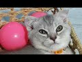 CLASSIC Dog and Cat Videos😻🐕‍🦺1 HOURS of FUNNY Clips😹