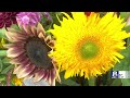 Wickham Farms kicks off its annual Sunflower Spectacular