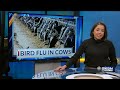 Bird flu in cows: KDA says no concern to commercial milk supply